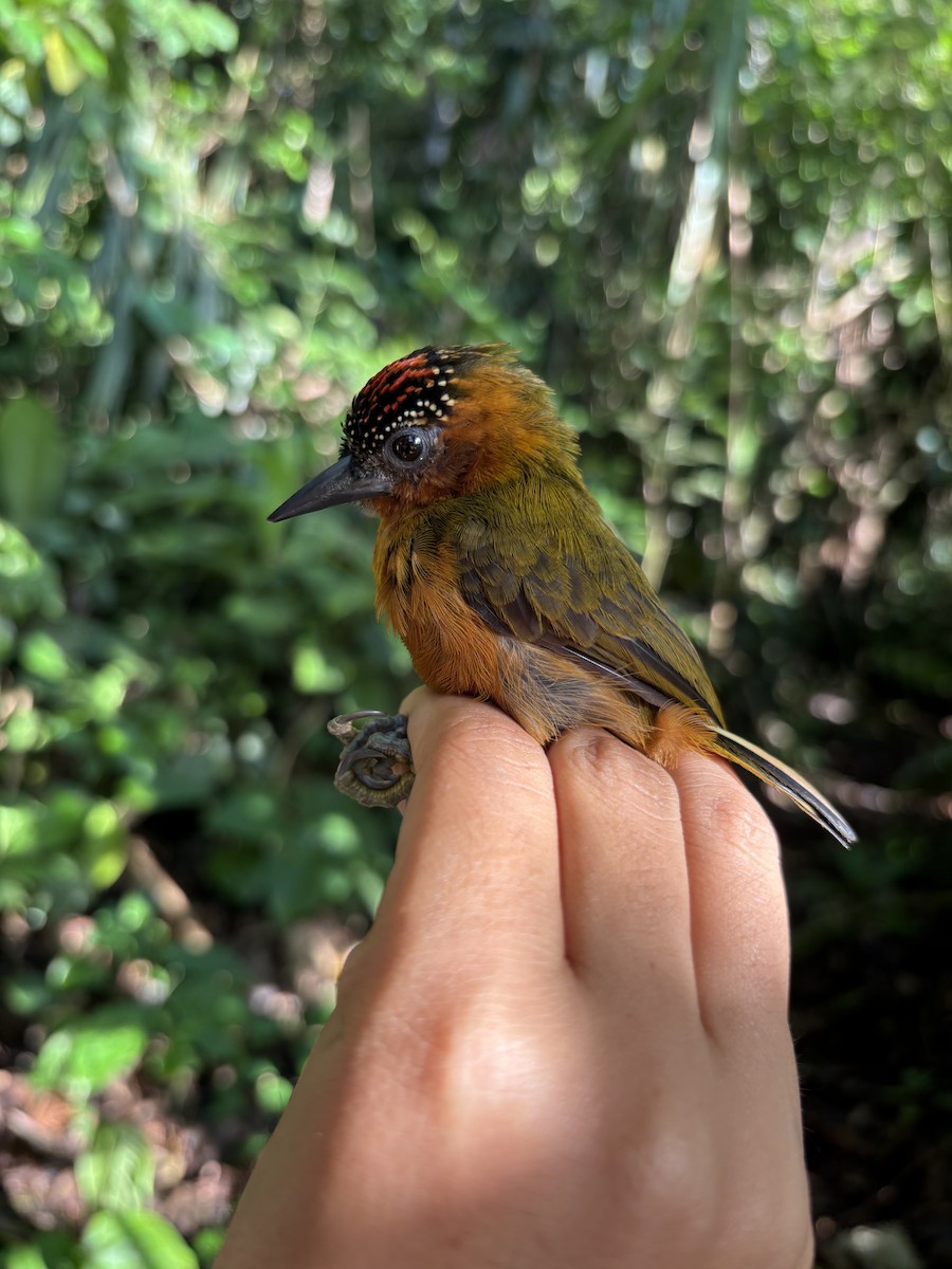 Rufous-breasted Piculet - ML645952682