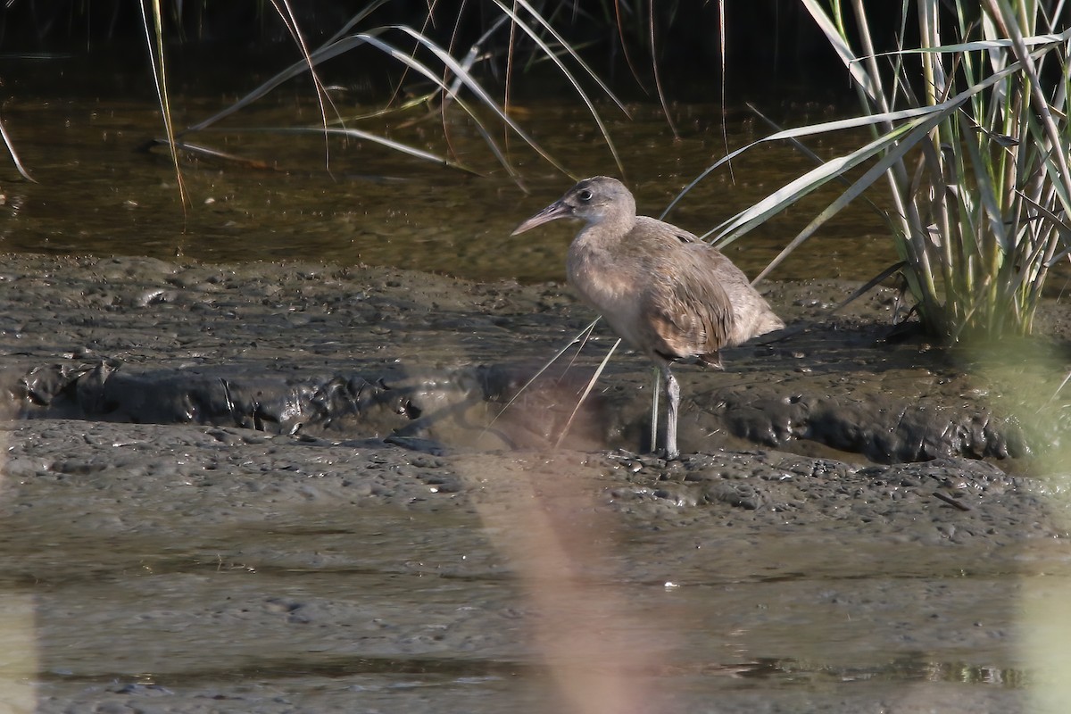 Clapper Rail - ML645952683