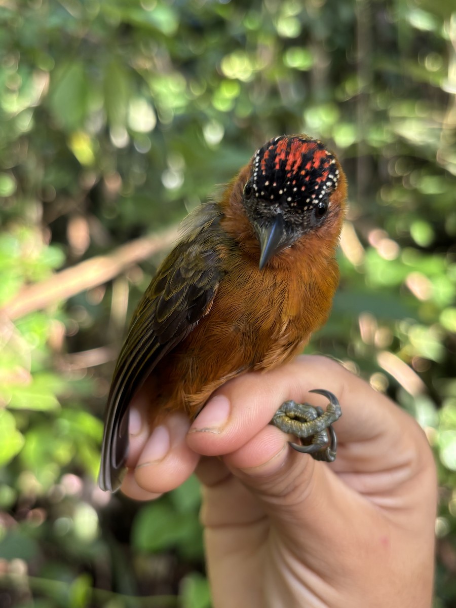 Rufous-breasted Piculet - ML645952684