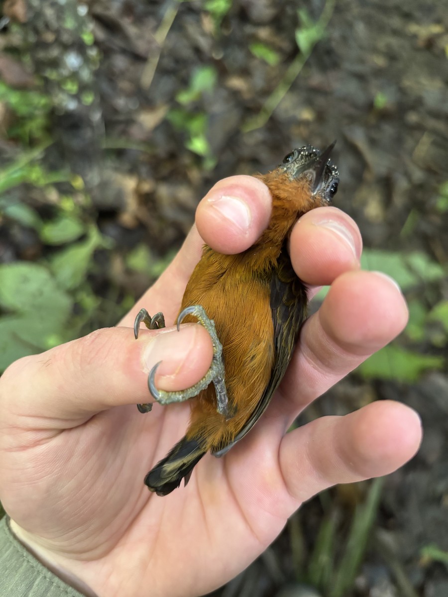Rufous-breasted Piculet - ML645952685
