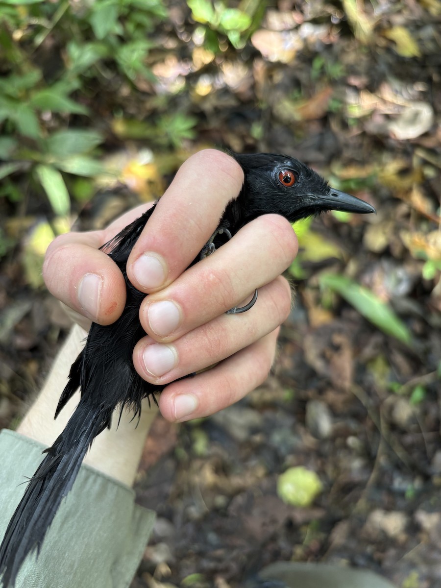 Goeldi's Antbird - ML645952691