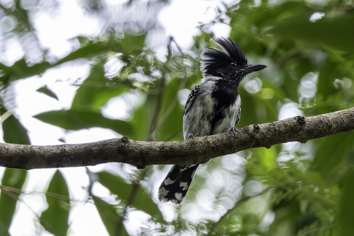 Black-crested Antshrike (Black-crested) - ML645952692
