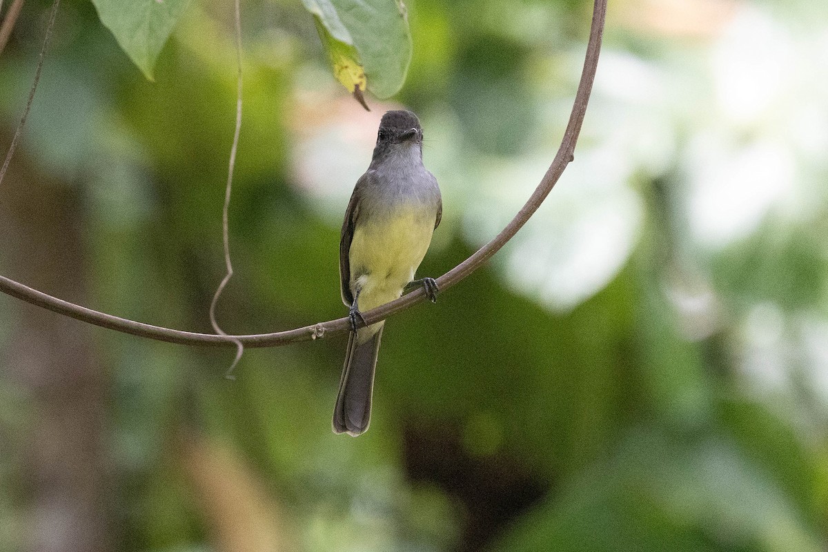 Short-crested Flycatcher - ML645952695