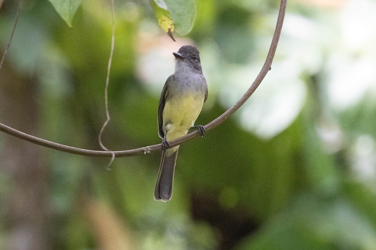 Short-crested Flycatcher - ML645952698