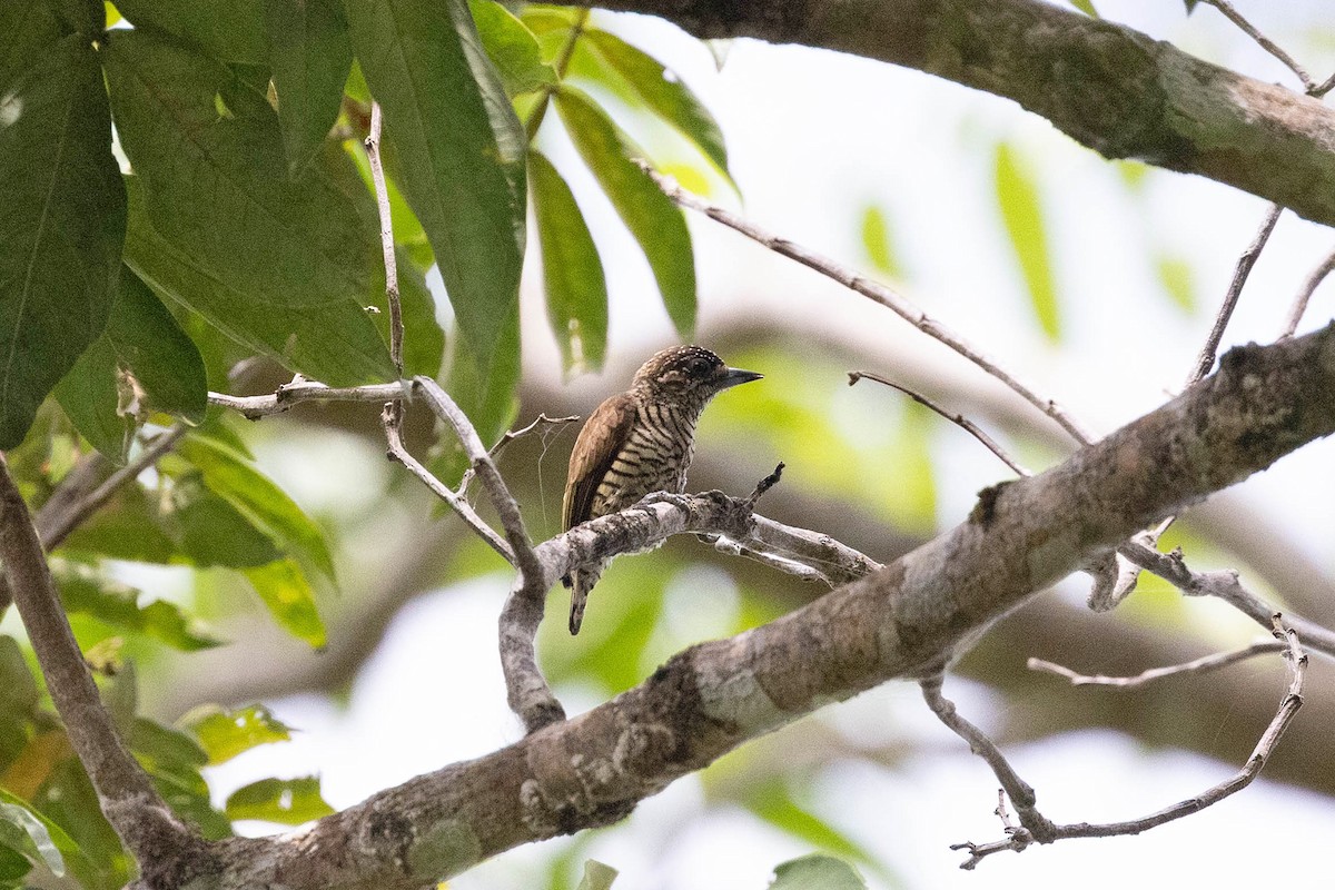 Orinoco Piculet - ML645952702