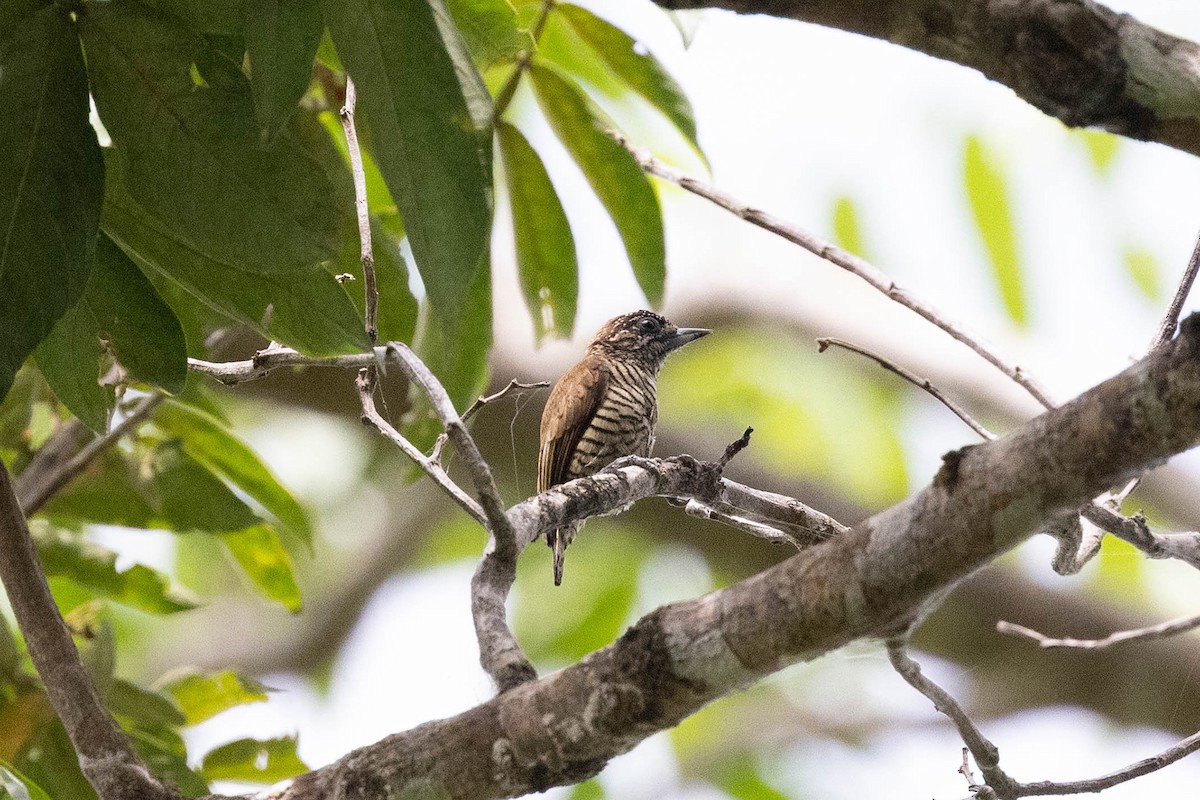 Orinoco Piculet - ML645952704