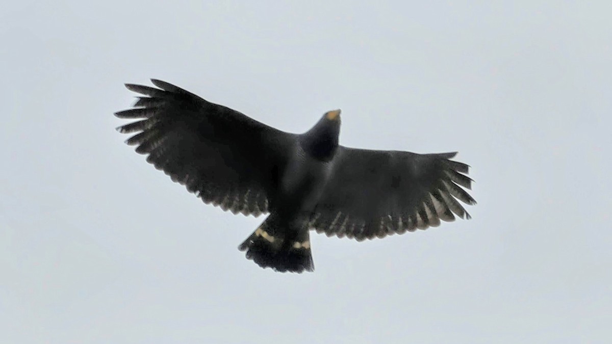 Barred Hawk - ML645952707