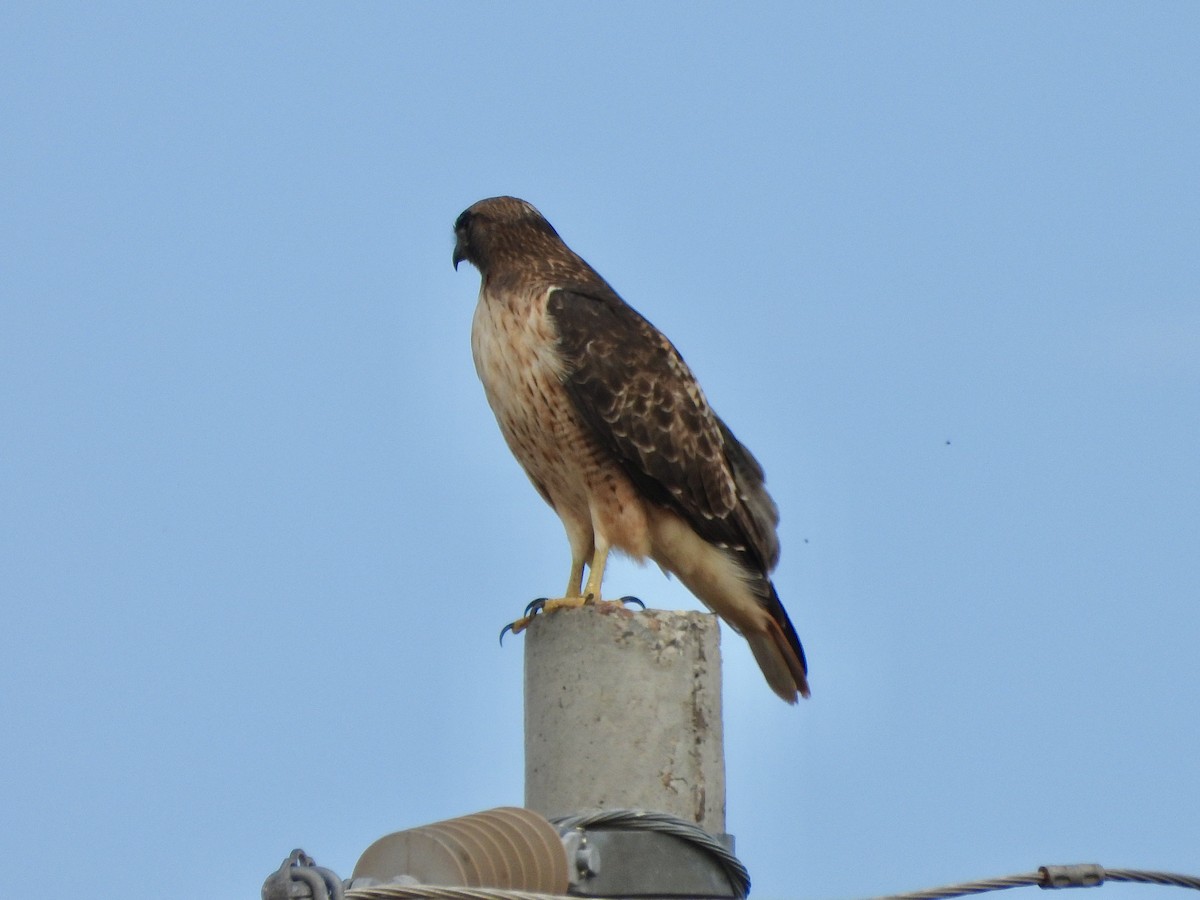 Red-tailed Hawk - ML645952712