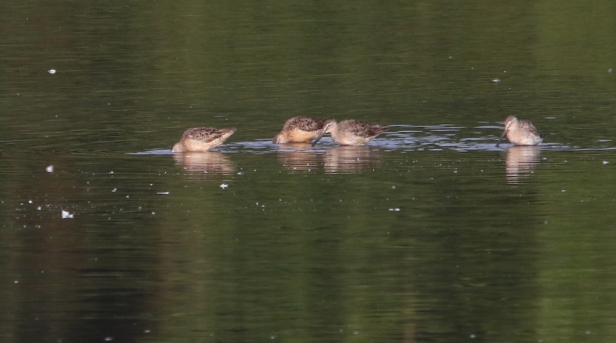 Long-billed Dowitcher - ML645952713