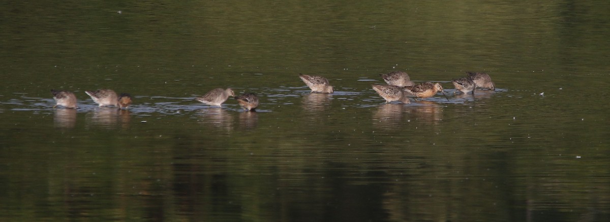 Long-billed Dowitcher - ML645952714