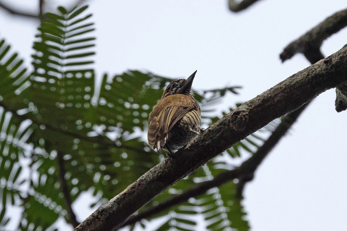 Orinoco Piculet - ML645952716