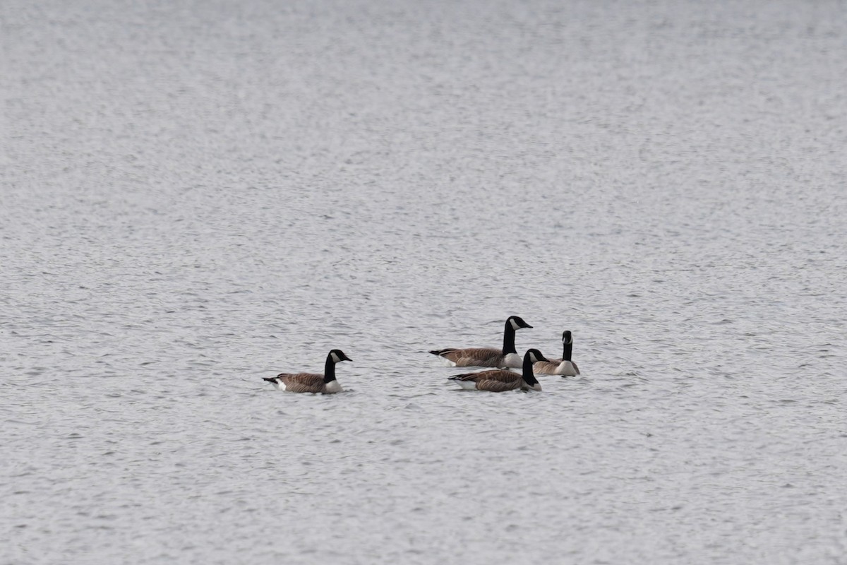 Canada Goose - ML645952720