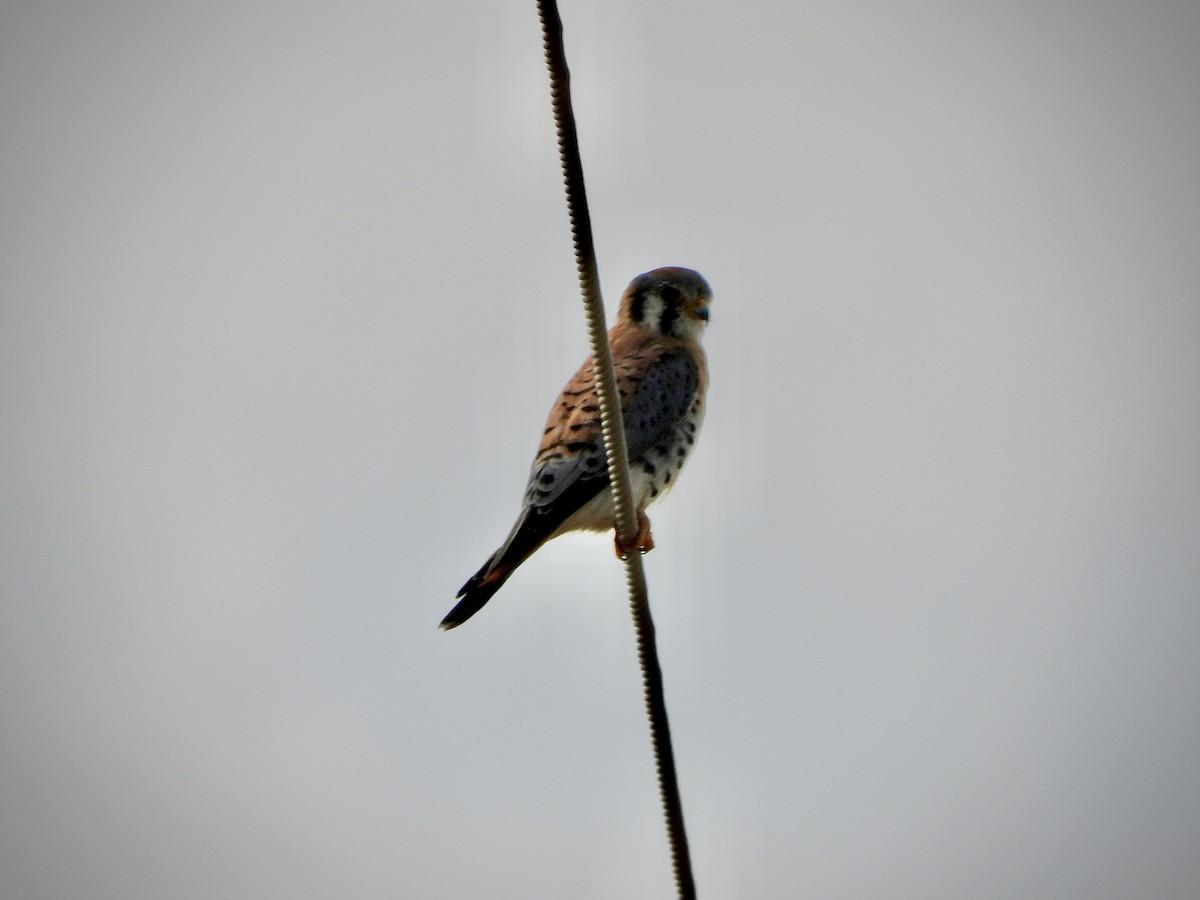 poštolka pestrá - ML645952724