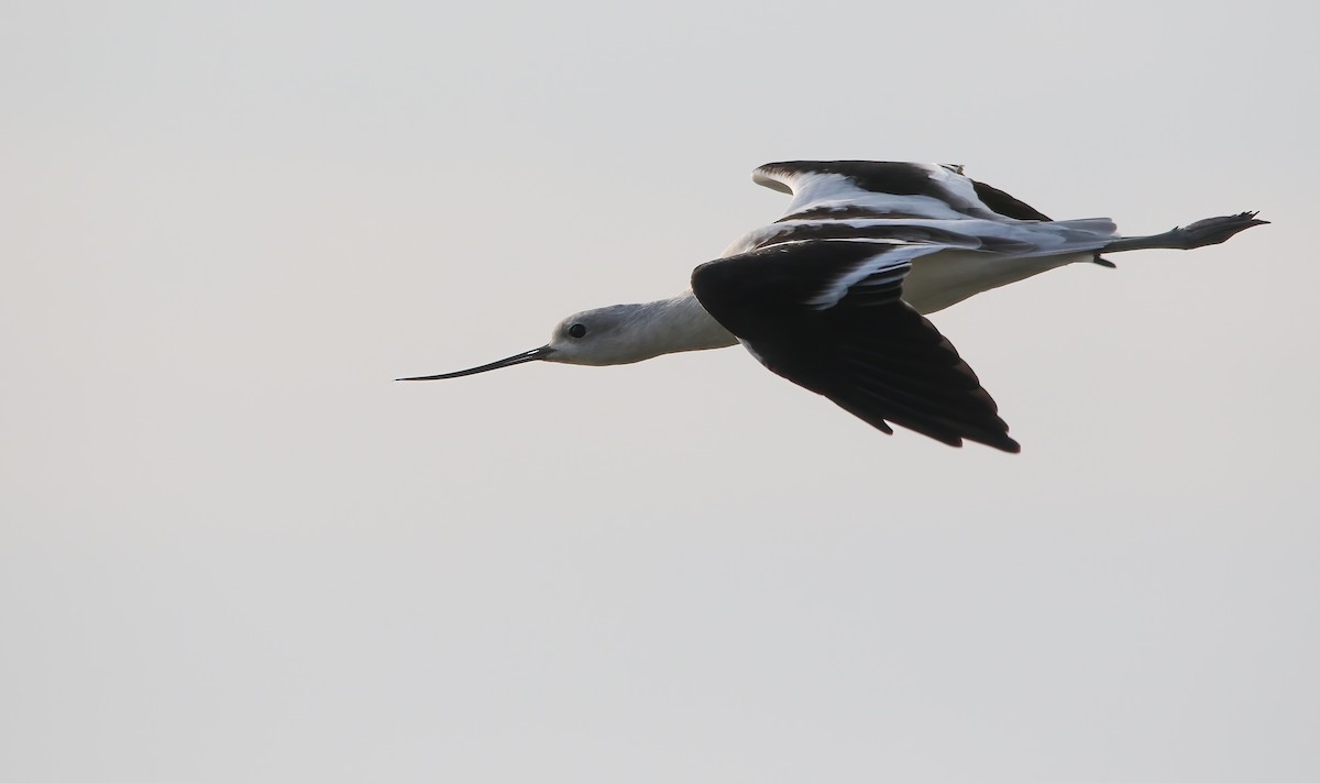 American Avocet - ML645952726