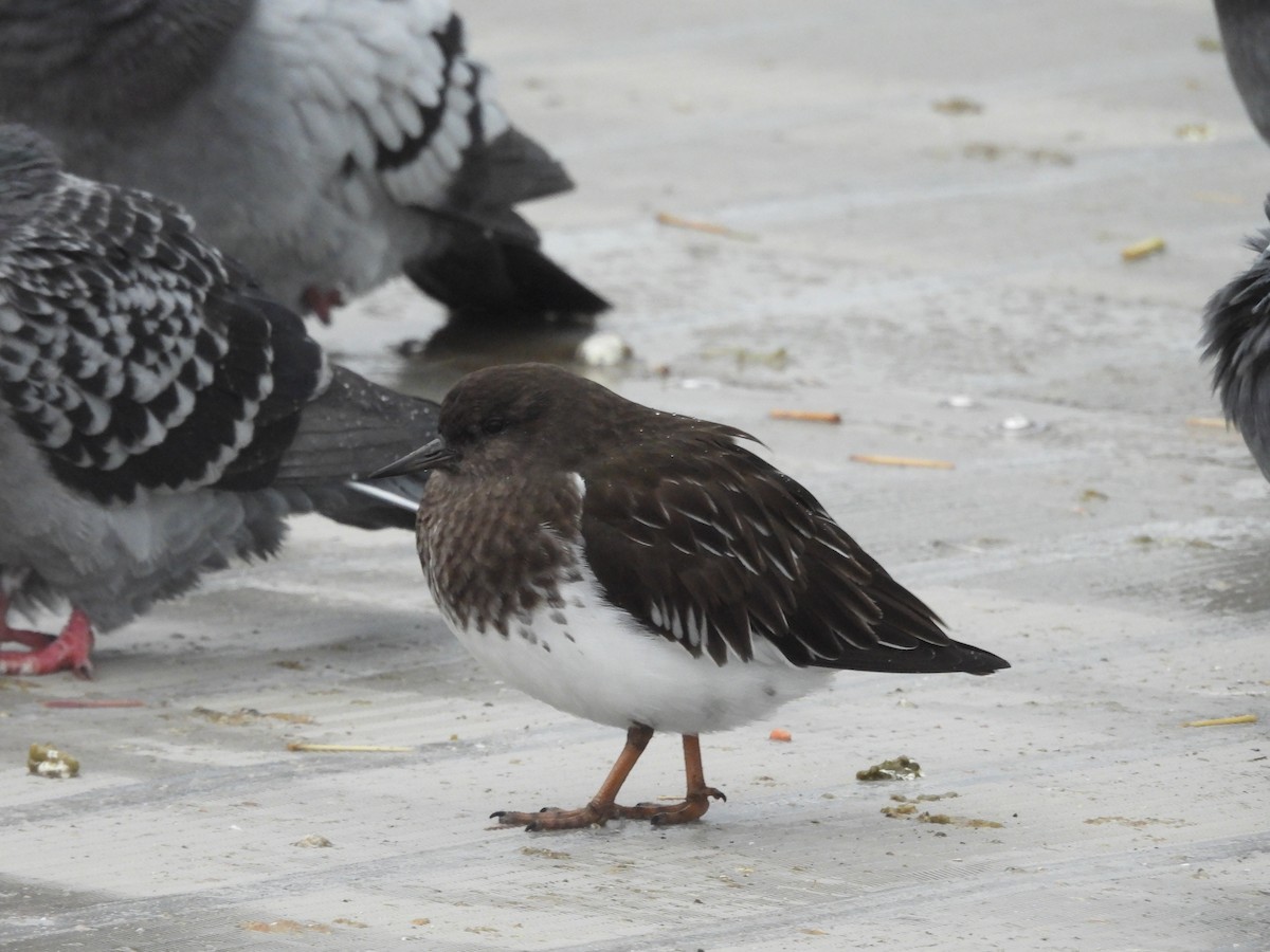 kamenáček černohlavý - ML645952727