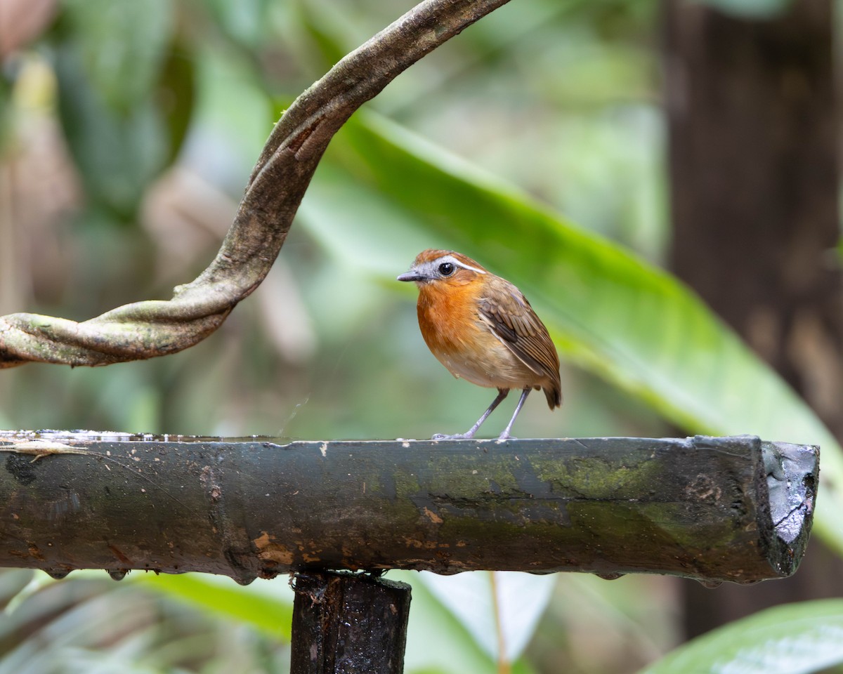 Black-breasted Gnateater - ML645952728