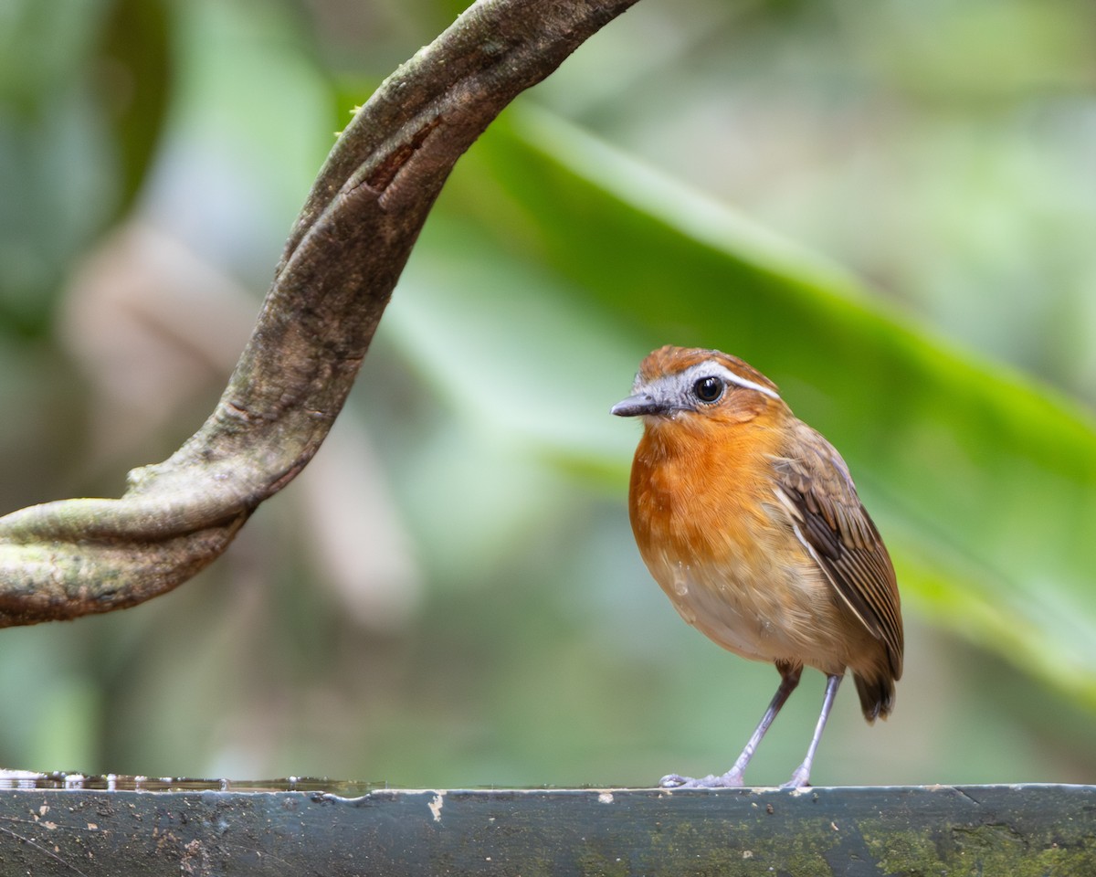 Black-breasted Gnateater - ML645952729