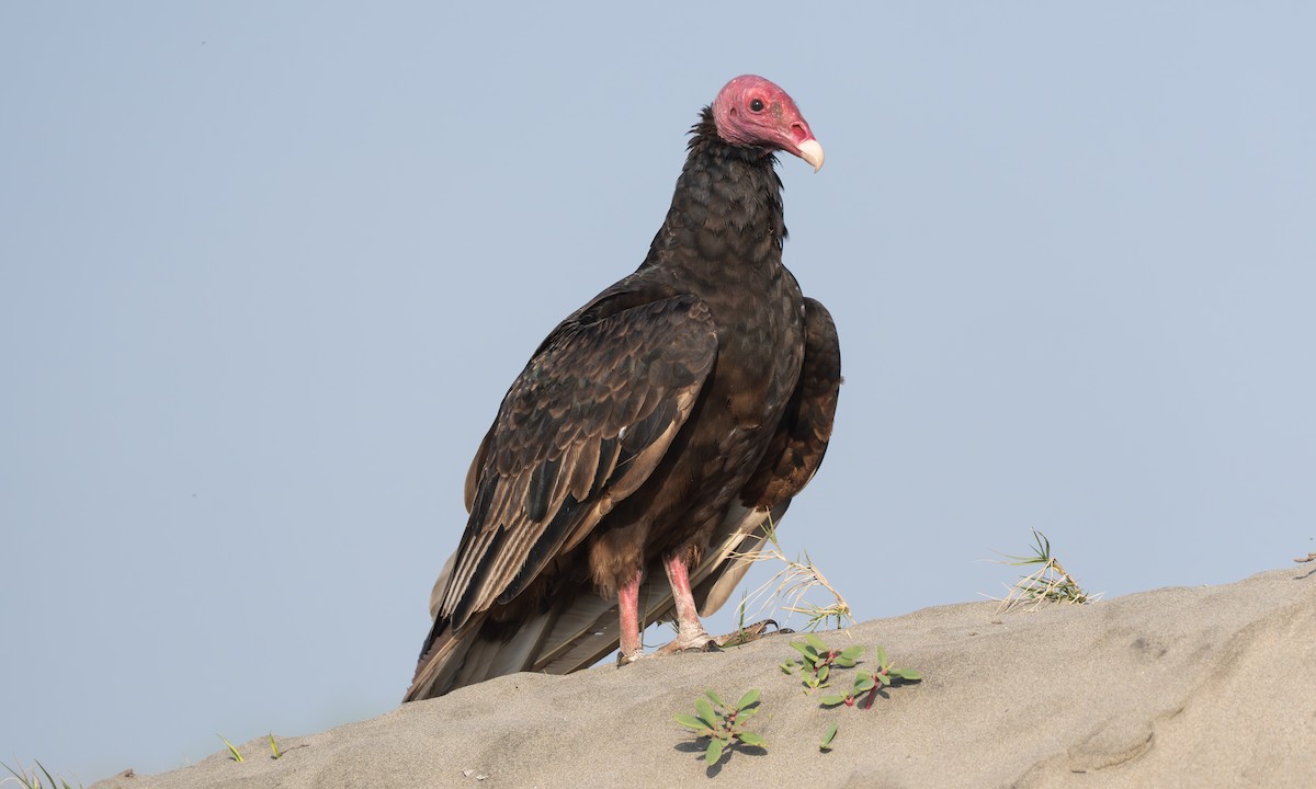 Turkey Vulture - ML645952731