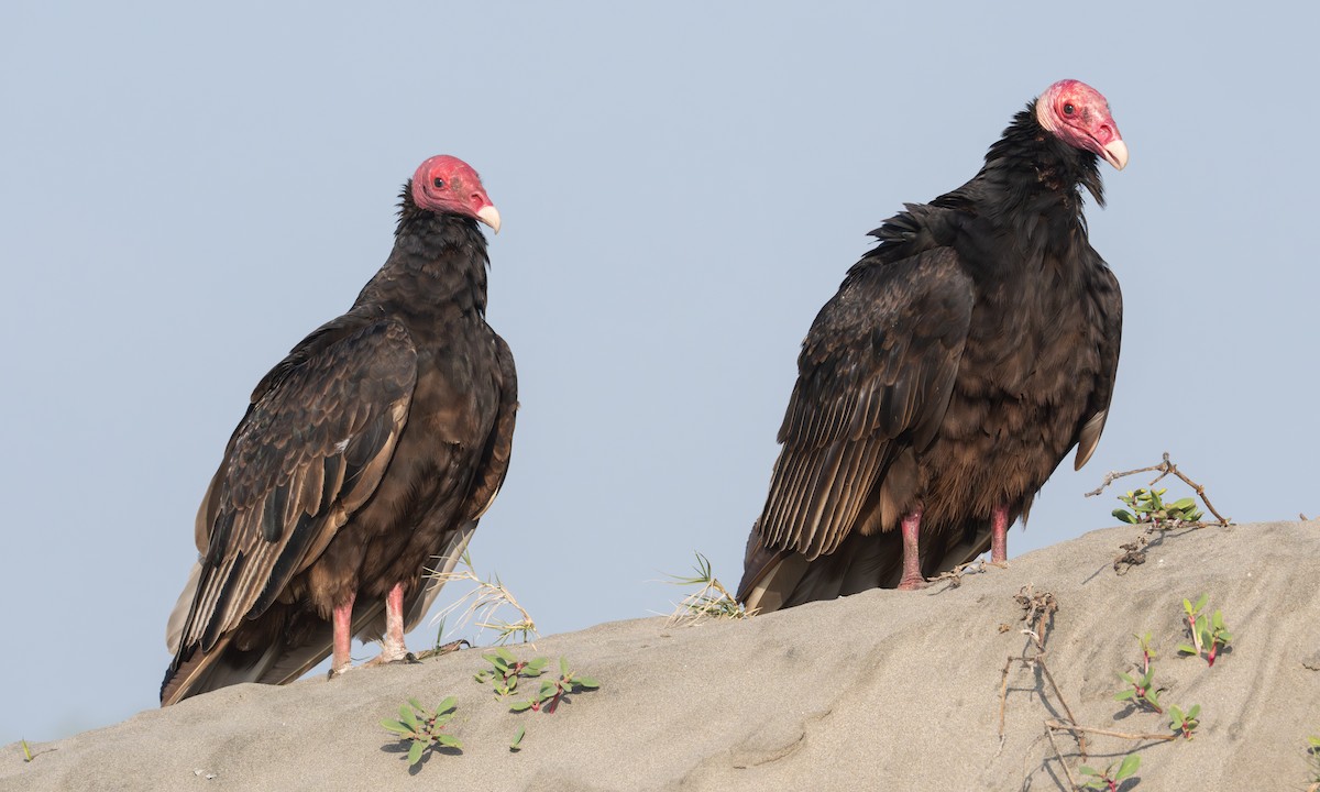 Turkey Vulture - ML645952732