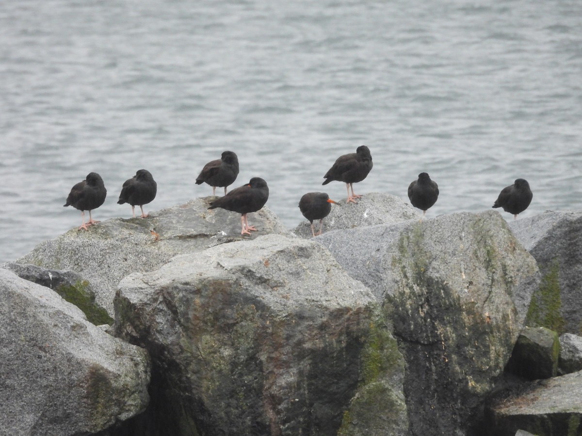 Black Oystercatcher - ML645952735