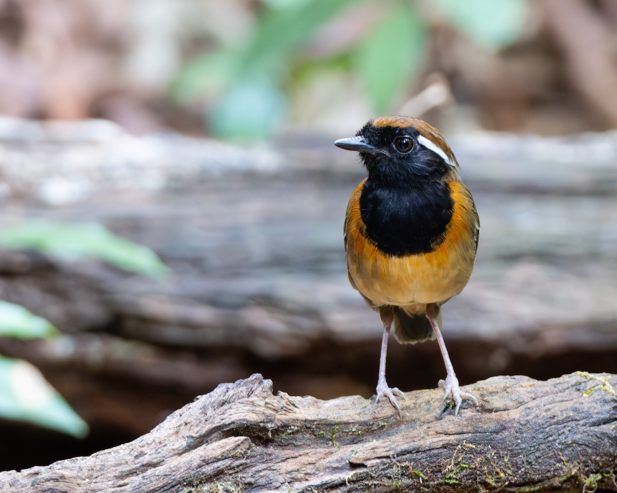 Black-breasted Gnateater - ML645952738