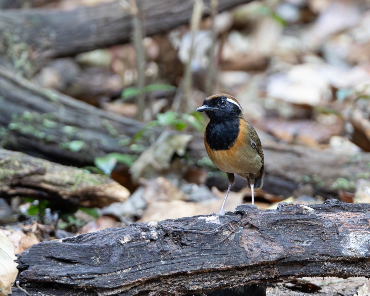 Black-breasted Gnateater - ML645952739
