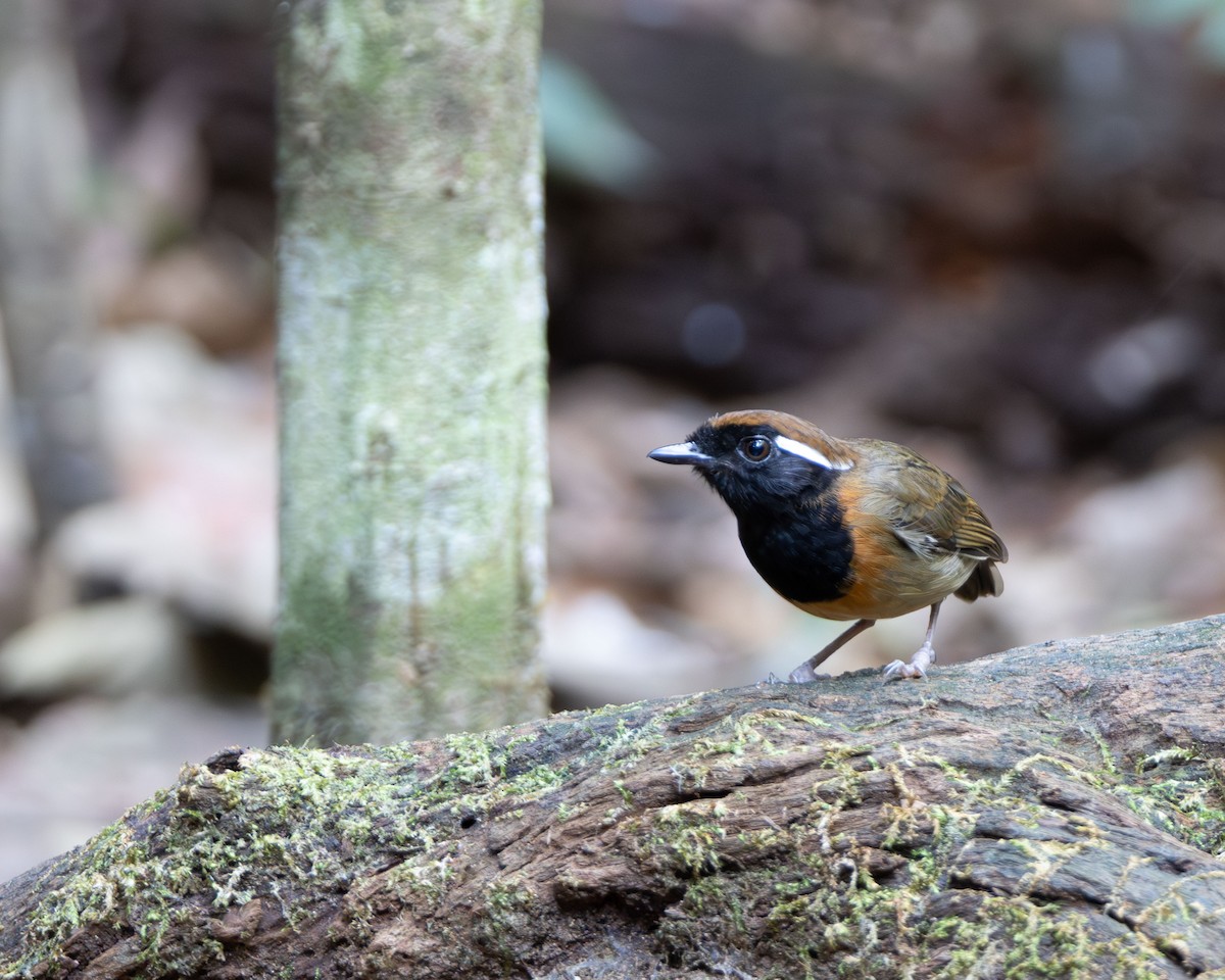 Black-breasted Gnateater - ML645952740