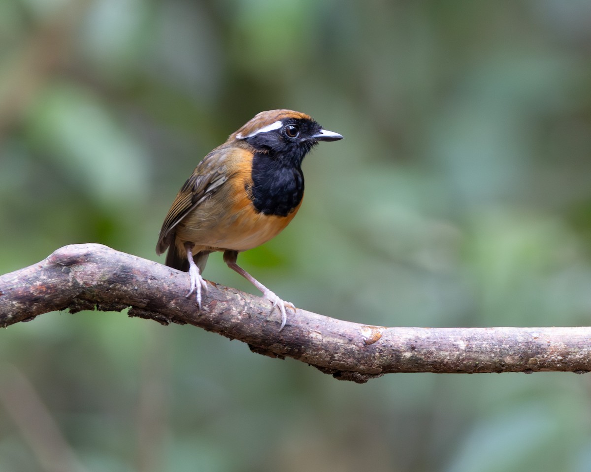 Black-breasted Gnateater - ML645952741