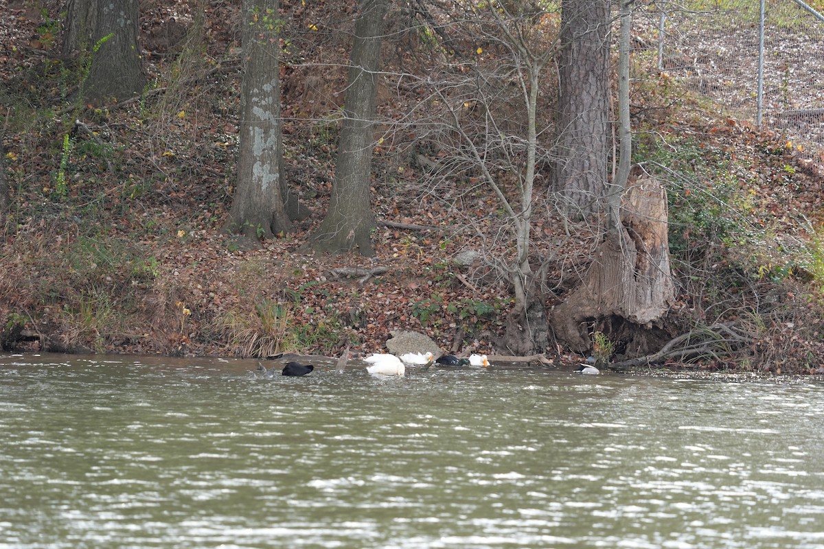 Mallard (Domestic type) - ML645952742