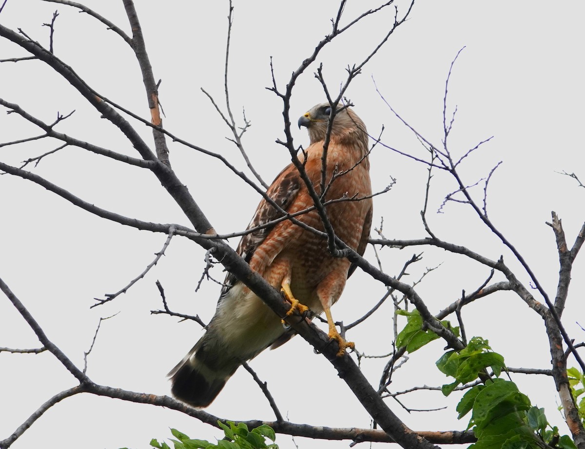Red-shouldered Hawk - ML645952743