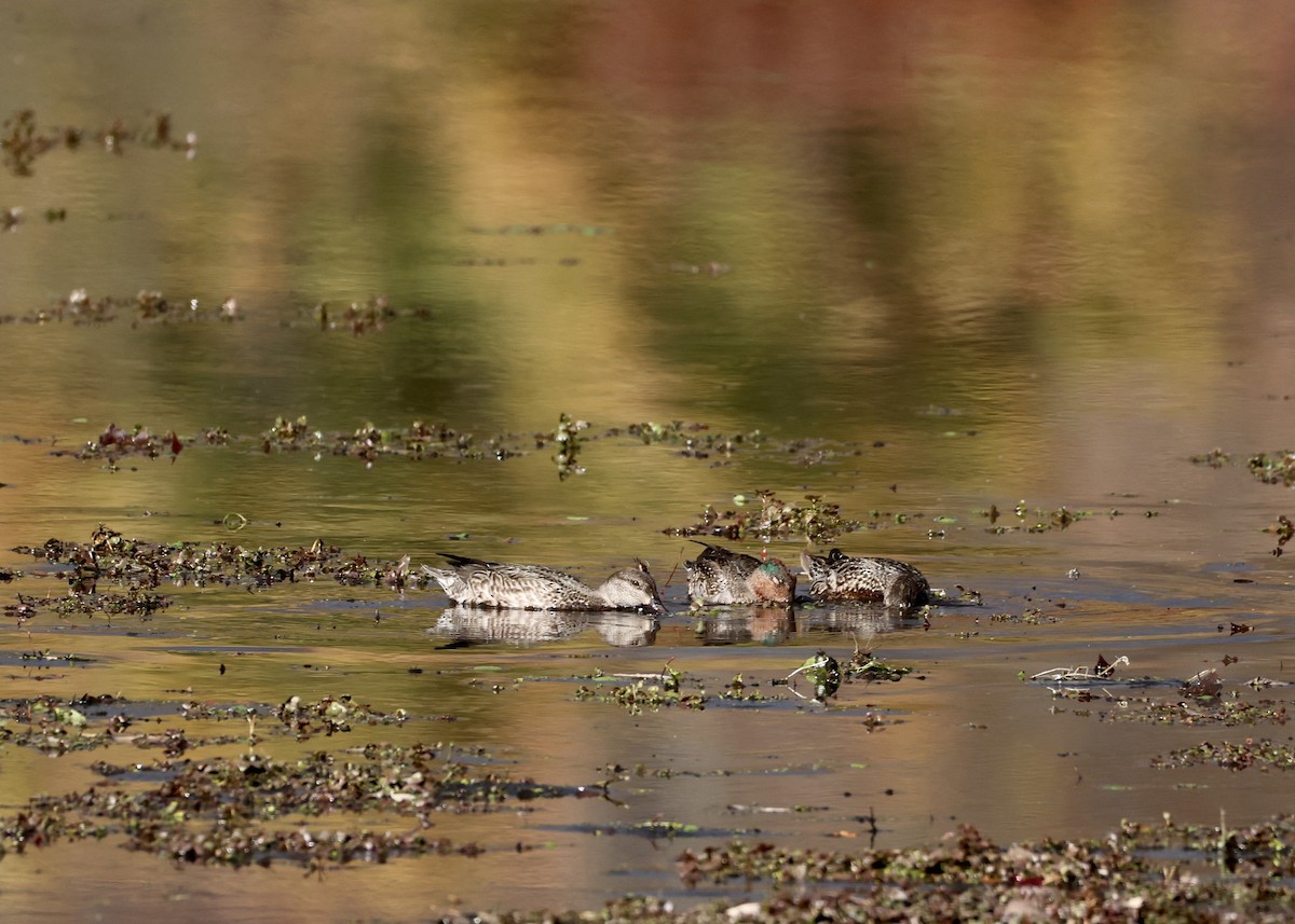 Green-winged Teal - ML645952744