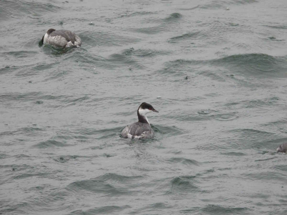 Horned Grebe - ML645952746