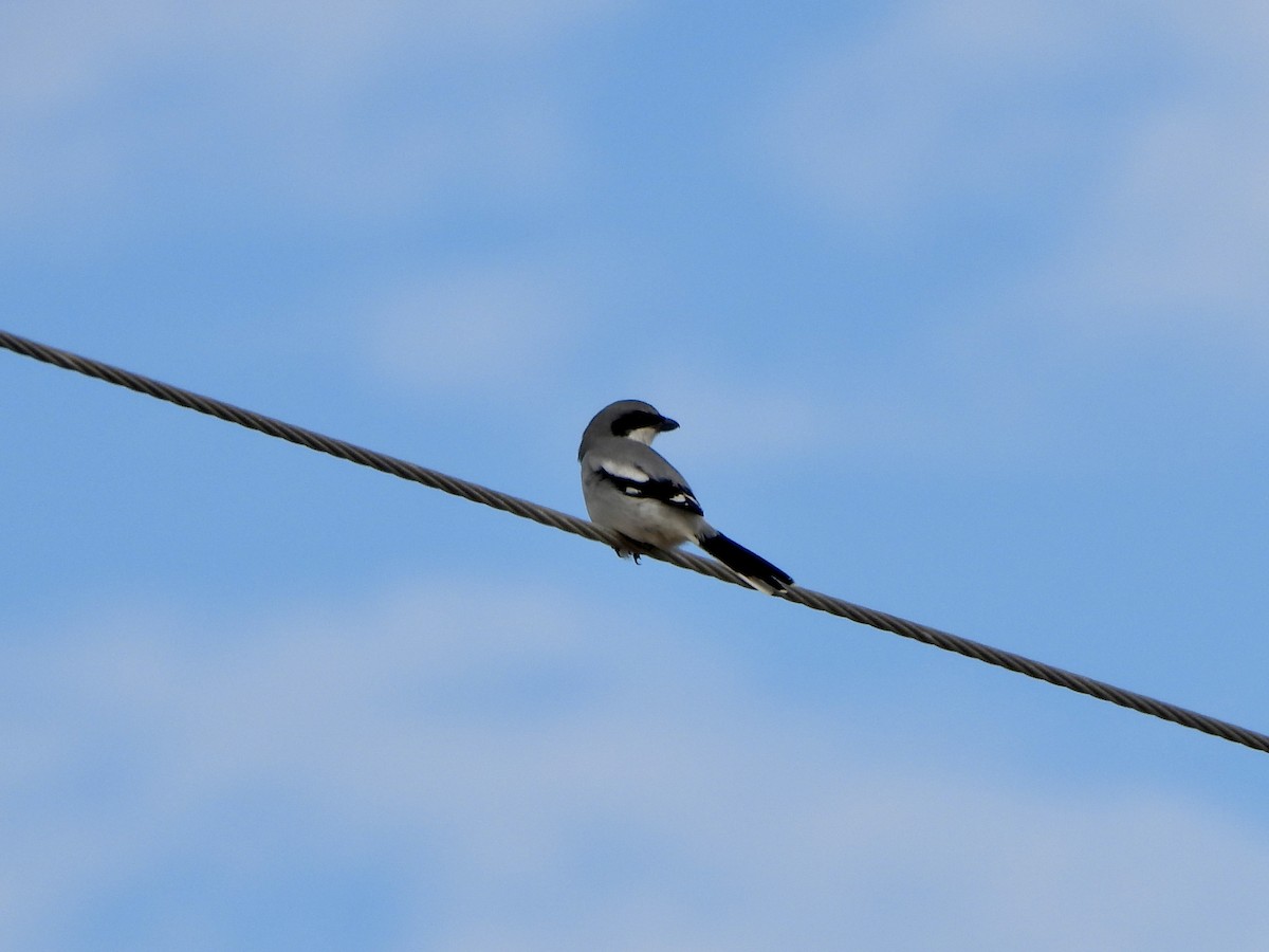 Loggerhead Shrike - ML645952747