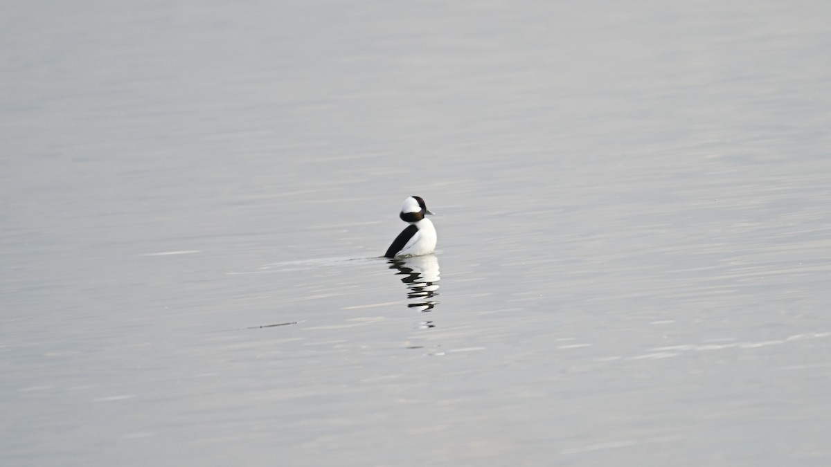 Bufflehead - ML645952749