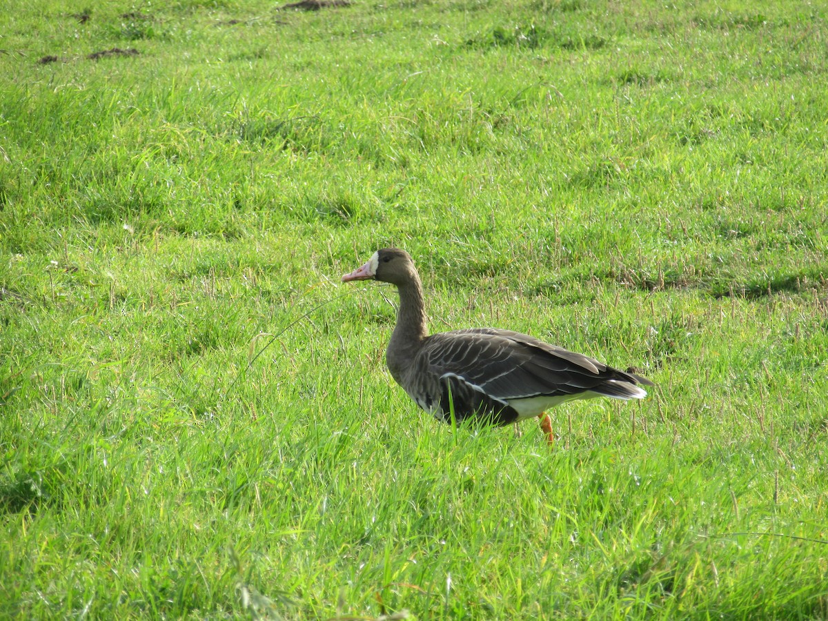 Greater White-fronted Goose - ML645952750