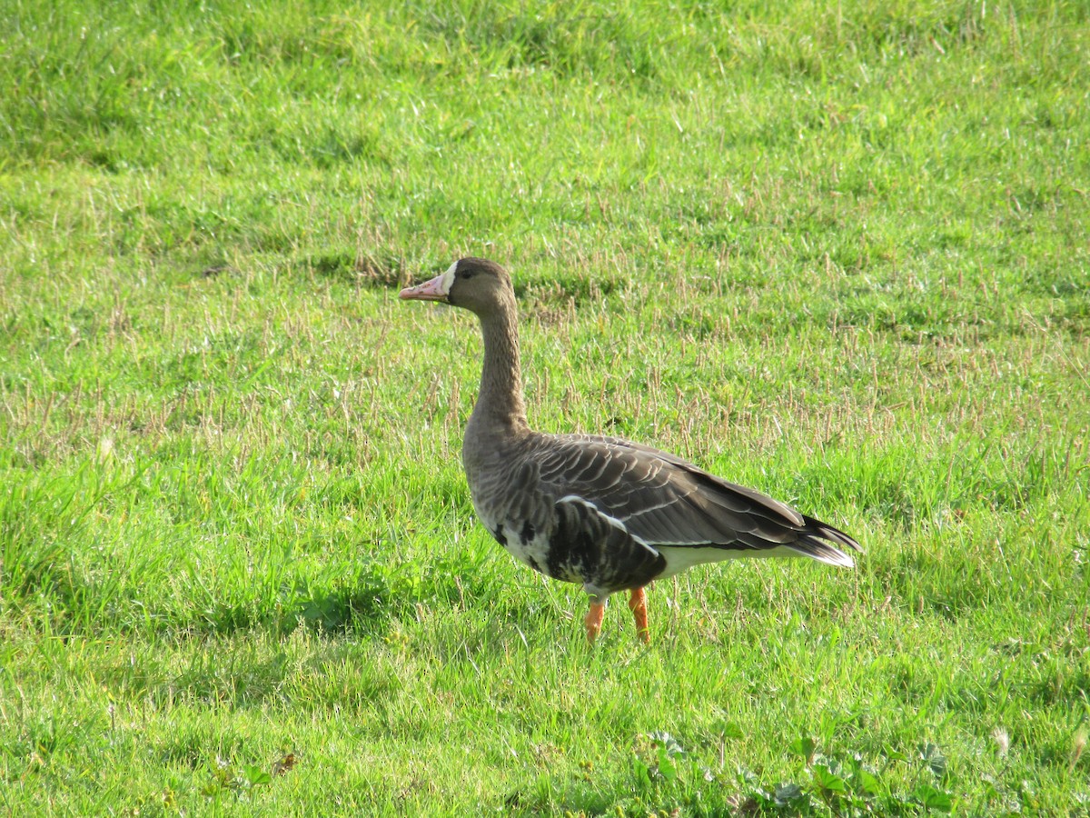 Greater White-fronted Goose - ML645952751