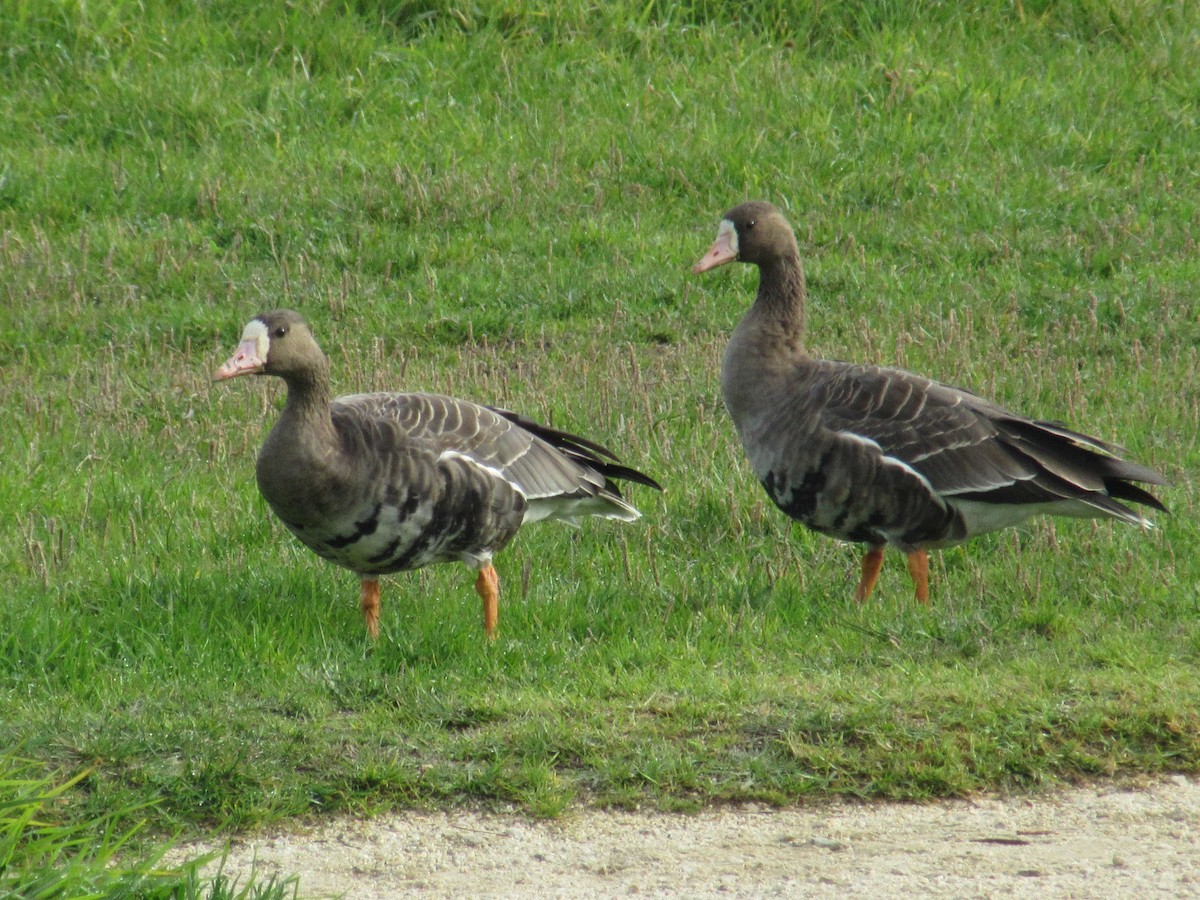 Greater White-fronted Goose - ML645952752
