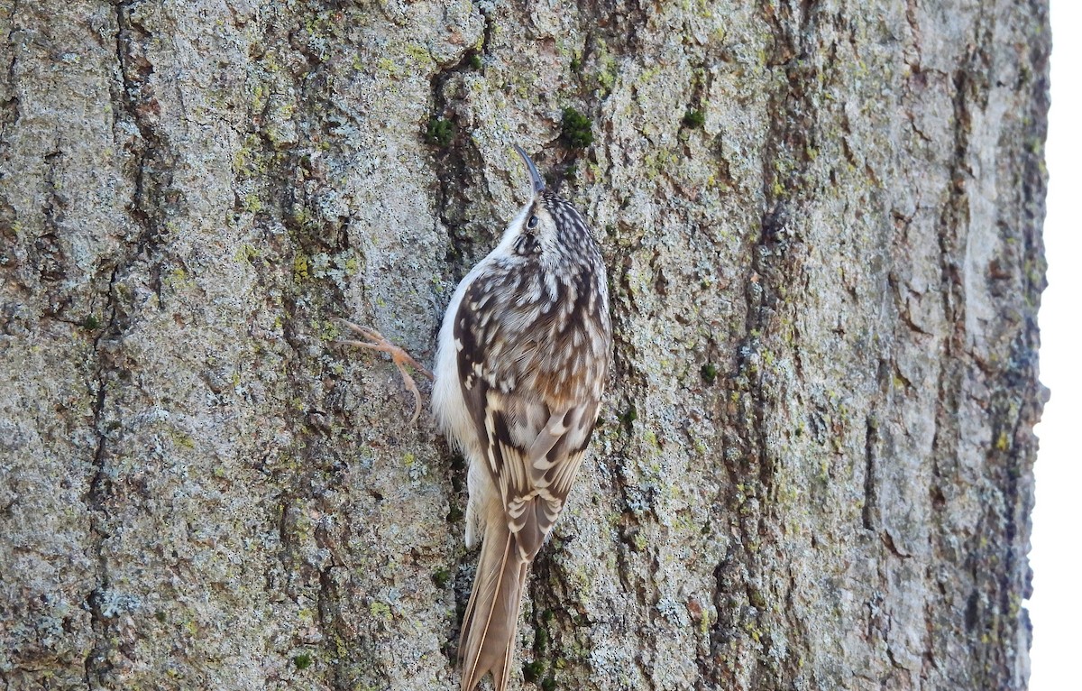 Brown Creeper - ML645952753