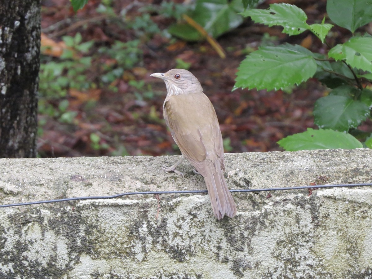 Pale-breasted Thrush - ML645952754