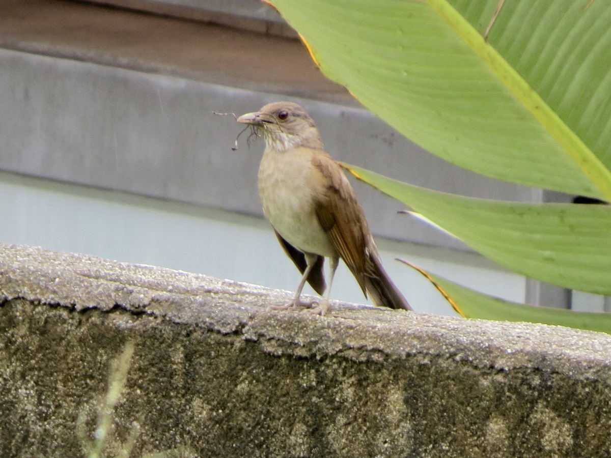 Pale-breasted Thrush - ML645952755