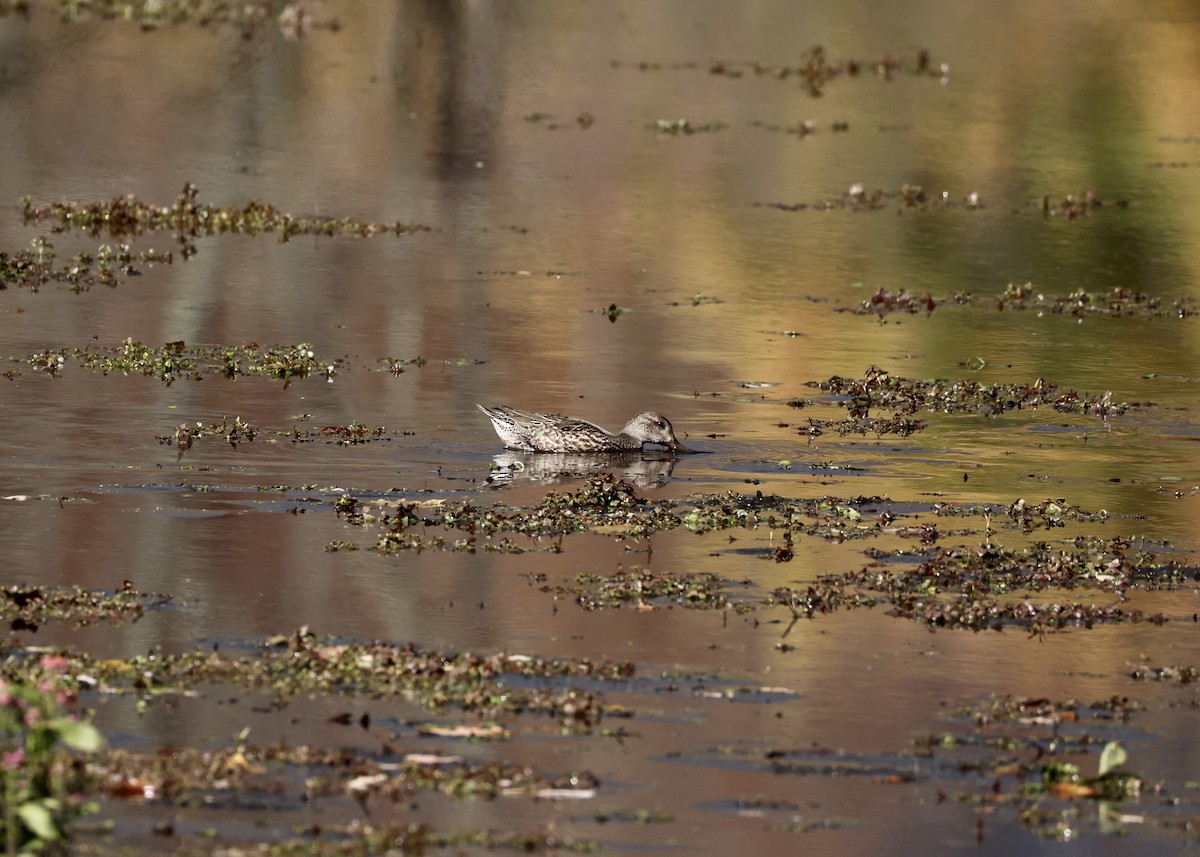Green-winged Teal - ML645952756