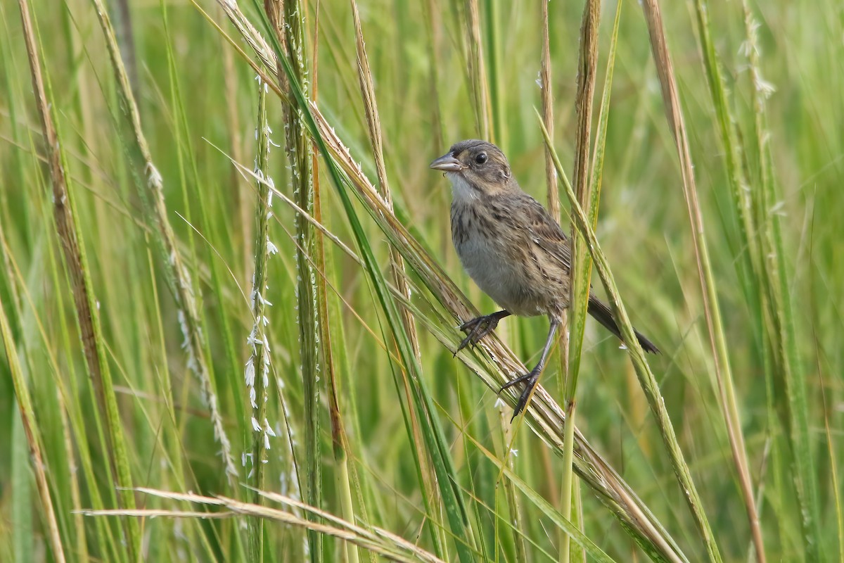 Seaside Sparrow - ML645952758