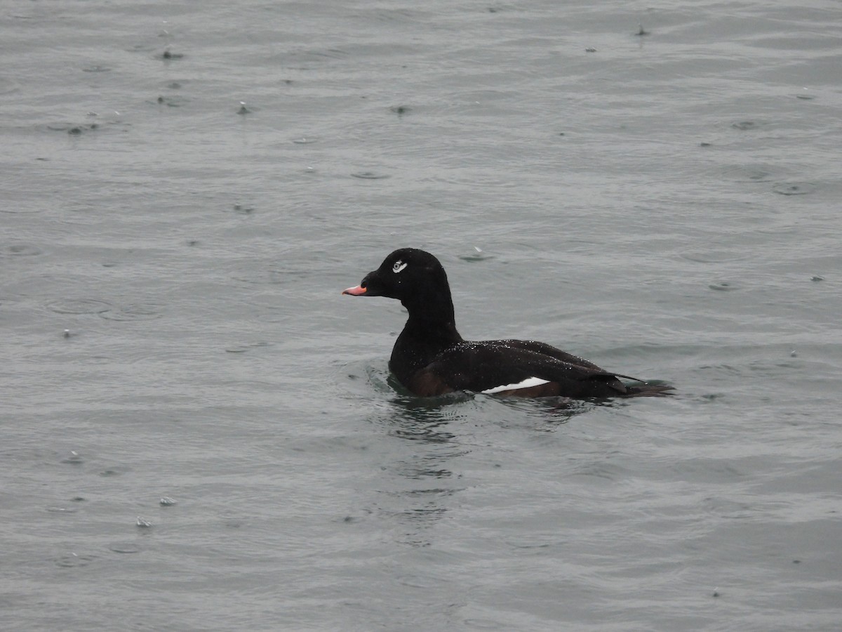 White-winged Scoter - ML645952760