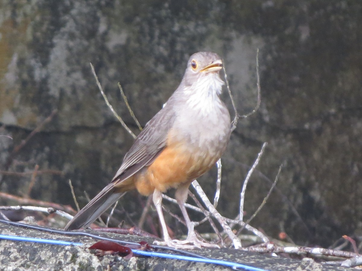 Rufous-bellied Thrush - ML645952762