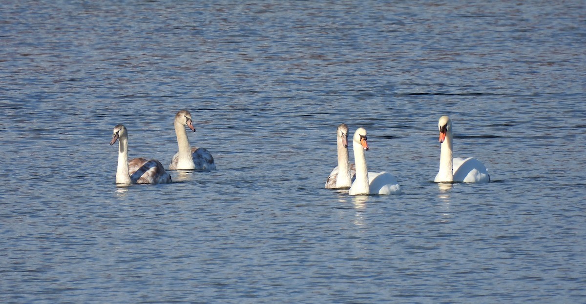 Mute Swan - ML645952763