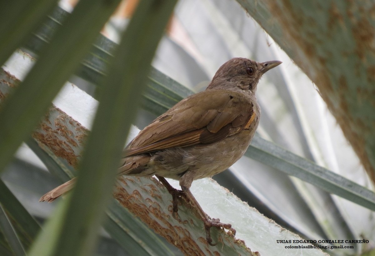 Pale-breasted Thrush - ML645952770