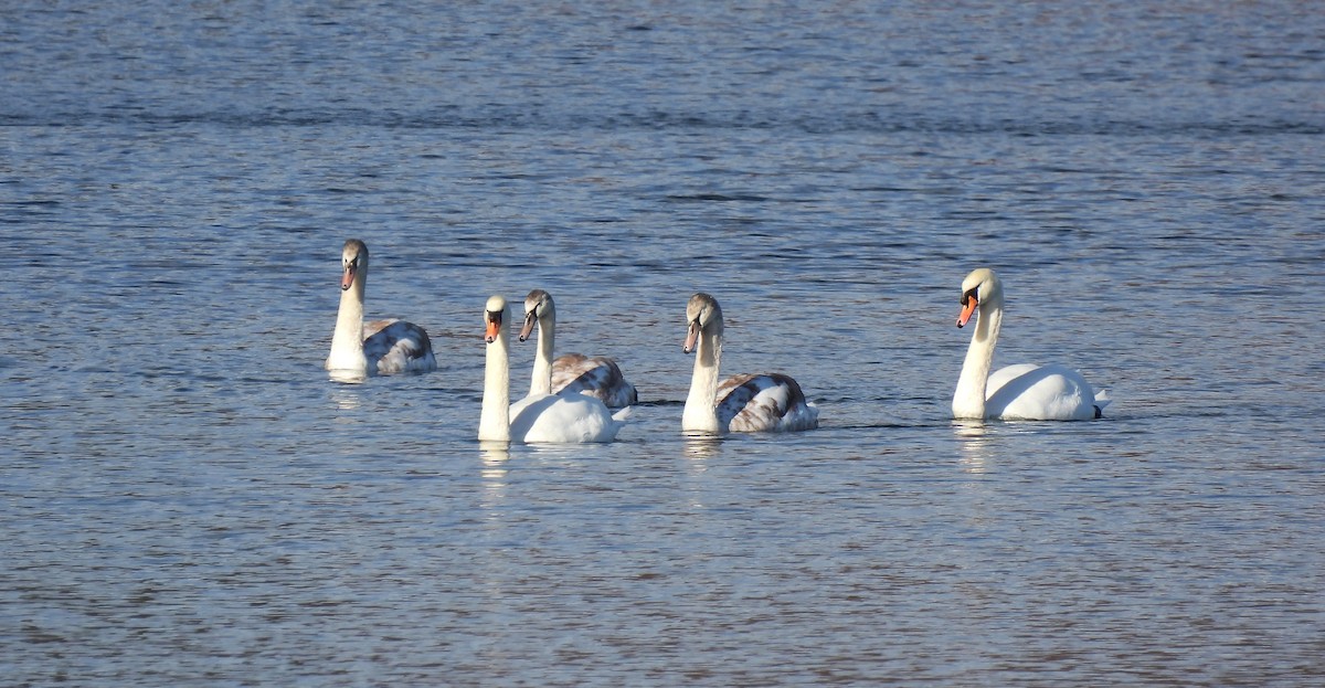 Mute Swan - ML645952771