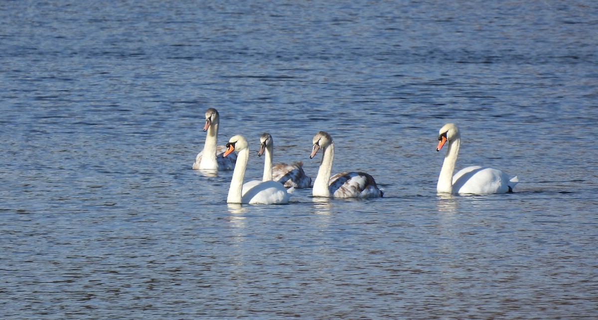 Mute Swan - ML645952775