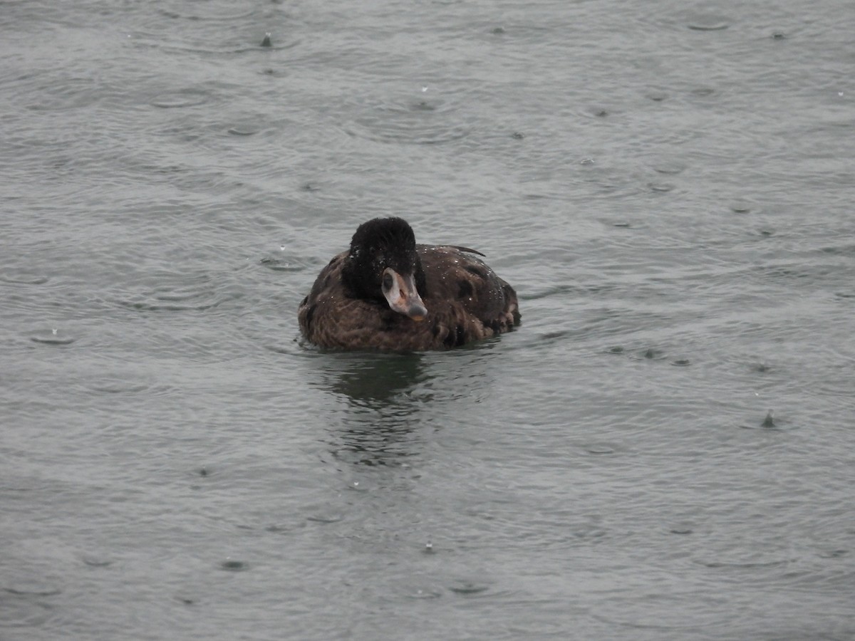 turpan pestrozobý - ML645952776