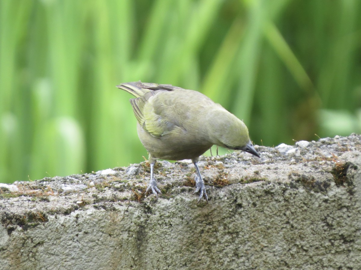 palmetanagar - ML645952777